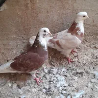 کبوتر شازده|پرنده|قشم, |دیوار