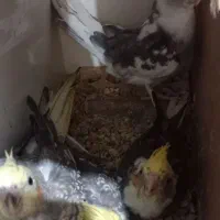 پرنده|پرنده|بندر ماهشهر, |دیوار