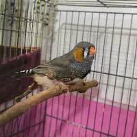 فنچ|پرنده|محمدشهر, ولدآباد|دیوار