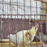 عروس هلندی ولیمویی|پرنده|سهند, |دیوار