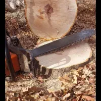 خرید انواع چوب کلی و جزئی به بالاترین قیمت|خدمات باغبانی و درختکاری|نیشابور, مازول|دیوار