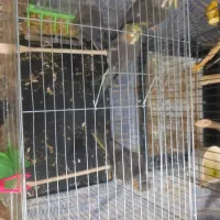 ۴تا جوجه عروس هلندی|پرنده|تهران, تهرانسر شمالی|دیوار