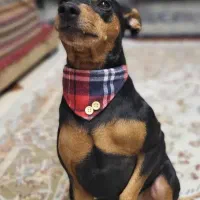 جفت یابی سگ