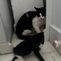 واگذاری گربه مادر و بچه
