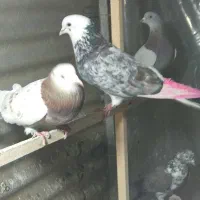 کفتر|پرنده|شهر ری, دولت‌آباد|دیوار