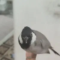 گمشده|حیوانات|سوسنگرد, |دیوار