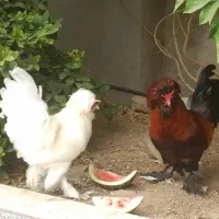 خروس سلطان