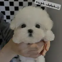 سفید چشم سبز خوشمل قیمت 8500