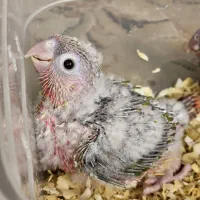 ۲عددجوجه طوطی گرینچیک دبل رد اکستریم  فول