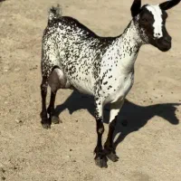 حیوون ناب|حیوانات مزرعه|قائن, |دیوار