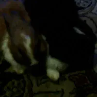 خرگوش دو عدد سالم یک نیم ماهه