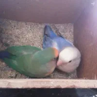کوتوله برزیلی|پرنده|اصفهان, باغ فردوس|دیوار