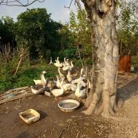 قوغاز  لیندا و آفریقایی جوان برای تخم گذاری