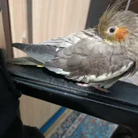 عروس هلندی ،گمشده