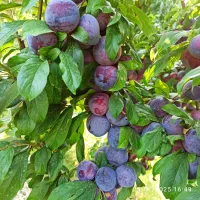 خرید میوه برای مجالس شما