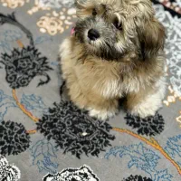 سگ شیتزو|سگ|اهواز, شهرک دانشگاه|دیوار