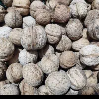 گردو کاغدی