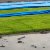 بانک نشا،لاهیجان ورودبنه،روستای کوشال،