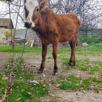 لیشه چالوسی آث