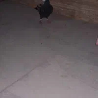 کبوتر ریش و یک جفت کبوتر زاغ