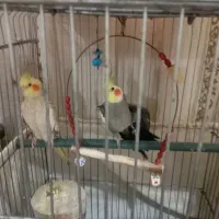 عروس هلندی