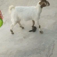 گوسفد فرشی۱۲000000