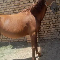 اسب مادیان فروشی ۲راس