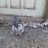 کبوتر|پرنده|اردبیل, |دیوار