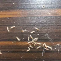 سم پاشی موریانه سوسک ساس سمپاشی تضمینی|خدمات نظافت|بندر ماهشهر, |دیوار