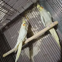 عروس هلندی مرغ عشق فنچ لانه ارزان