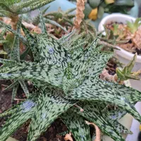 گل و گیاه آپارتمانی|گل و گیاه طبیعی|سبزوار, امیر کبیر|دیوار