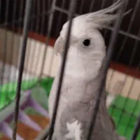 عروس هلندی جفت|پرنده|مهدی شهر, |دیوار