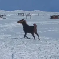 اسب