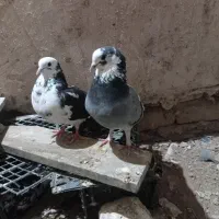 یک جفت کفتر
