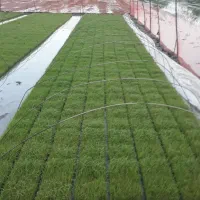 توم درجه 1 هاشمی آماده تحویل
