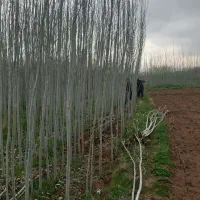 فروش نهال صنوبر ترکیه و کبود|گل و گیاه طبیعی|ساری, |دیوار