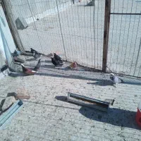 سلام فروش کبوتر