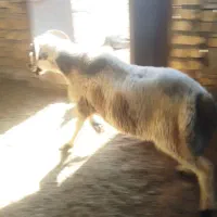 بره قوچ ترکی