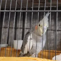 عروس هلندی|پرنده|ری, دولت‌آباد|دیوار