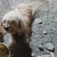 پاپی گوش تیز|سگ|تربت‌حیدریه, فتح المبین|دیوار