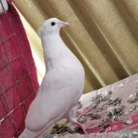 جفت طوقی ماده دوان با یک جوانه خودشان|پرنده|سرپل ذهاب, |دیوار