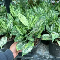 خریدگل باکیفیت بدون واسطه
