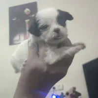 سلام واگذاری توله سگ مینیاتوری شیتزو فلت