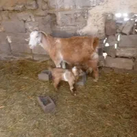 سه عدد بز کهره