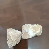 فسیل صدف و آمونیت