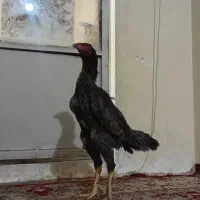 مرغ لاری طوس|حیوانات مزرعه|تهران, بوستان ولایت|دیوار