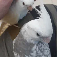 جوجه عروس هلندی سخنگو رام