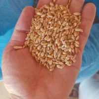 بذر گندم مادری رقم پیشگام