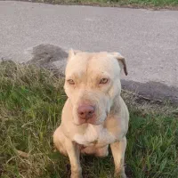 پیتپول تریر