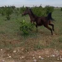 مادیون فروشی...|اسب و تجهیزات اسبسواری|دزفول, |دیوار